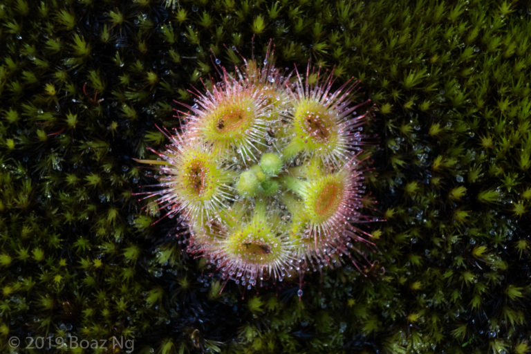 Drosera glanduligera Species Profile