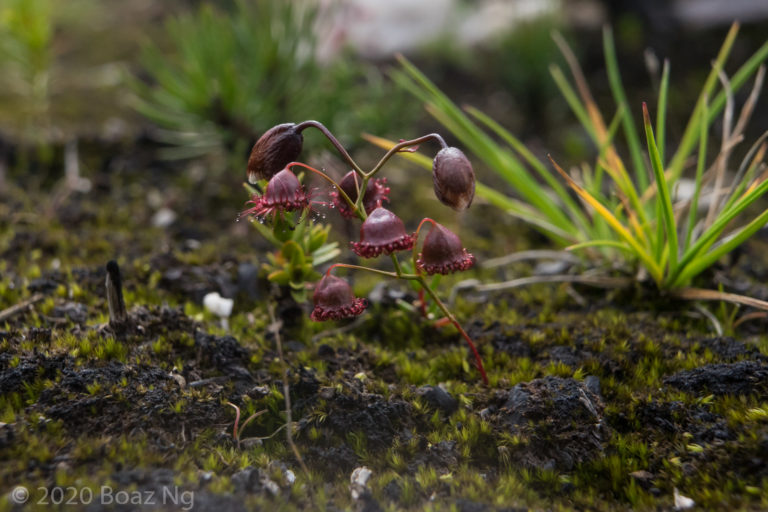 Drosera huegelii Species Profile