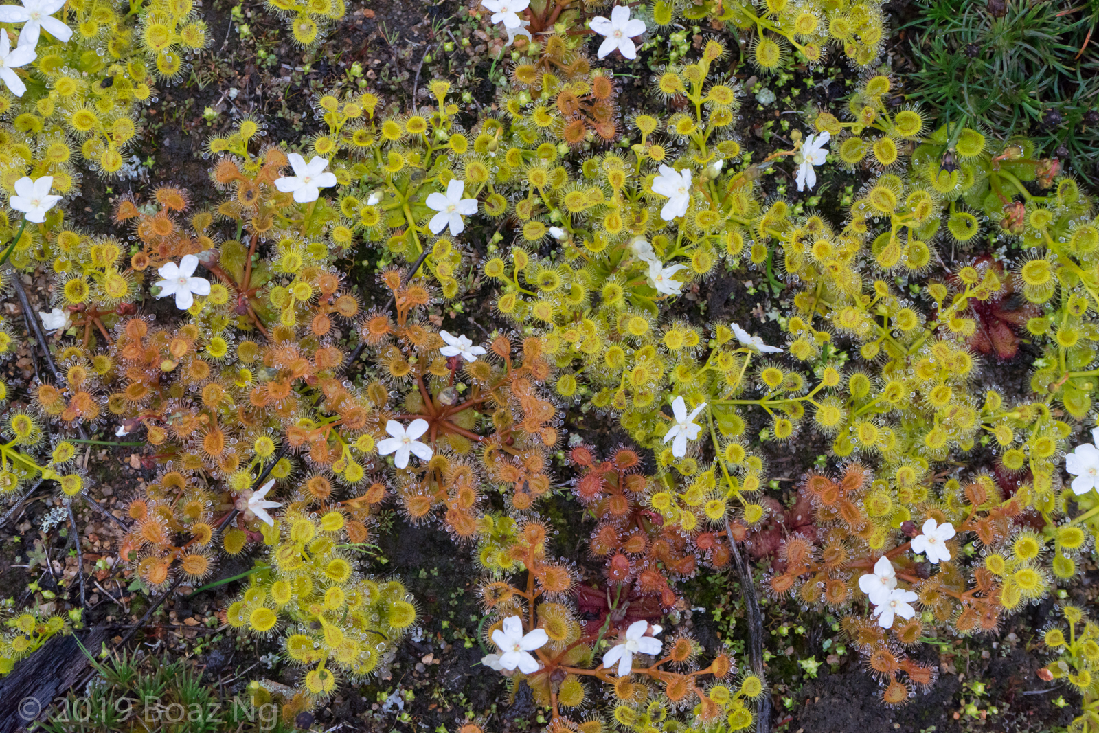 Drosera rupicola Species Profile