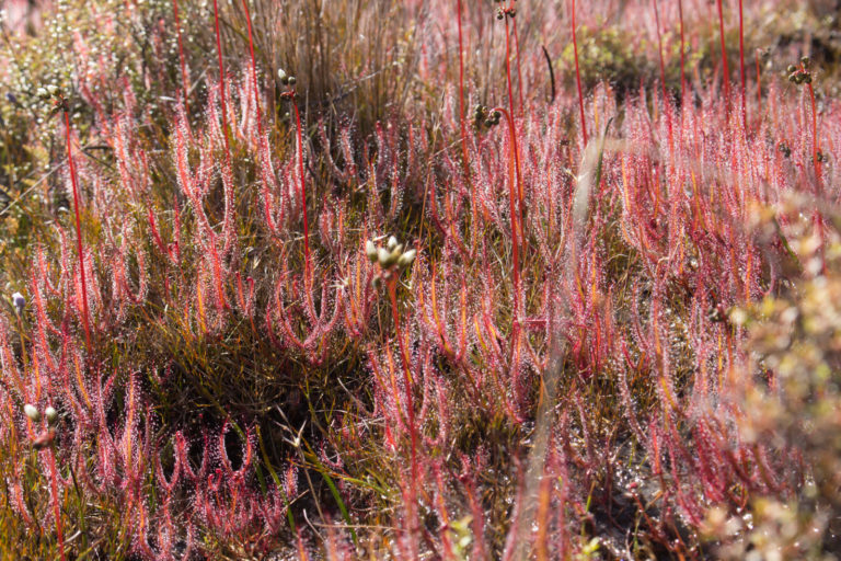 Drosera binata varieties in the wild