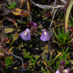 Utricularia dichotoma subsp. monanthos Species Profile
