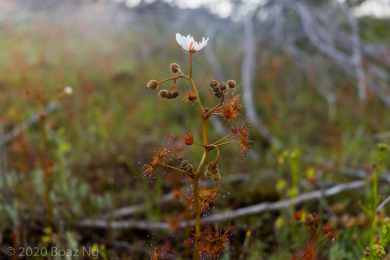 Drosera yilgarnensis Species Profile