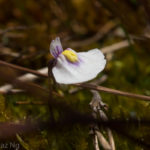Utricularia dichotoma subsp. novae-zelandiae