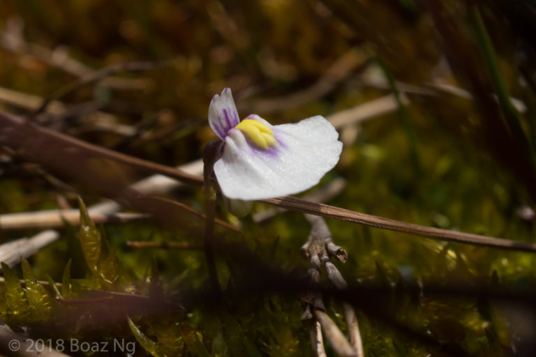 Utricularia dichotoma subsp. novae-zelandiae