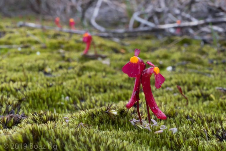 Utricularia menziesii Species Profile