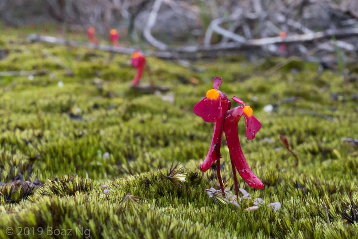 Utricularia menziesii Species Profile