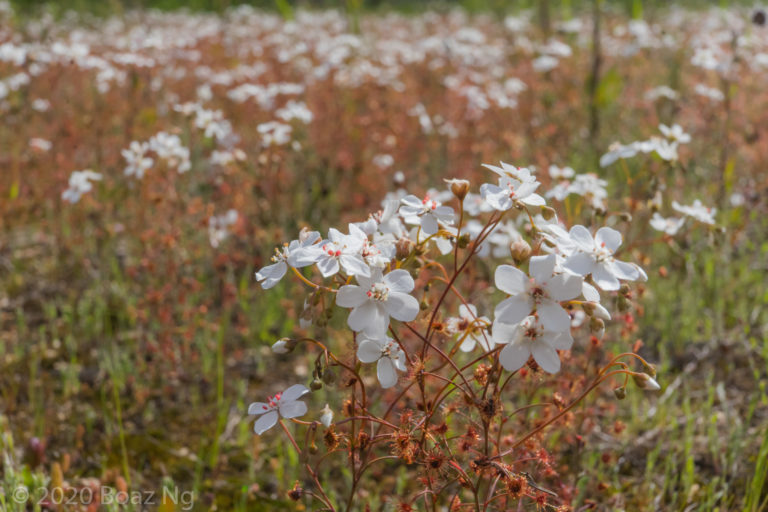 Drosera graniticola Species Profile