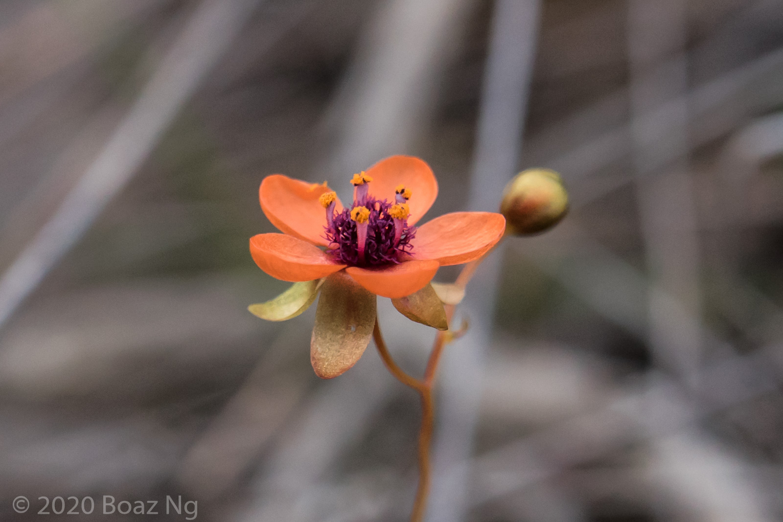 Drosera microphylla Species Profile