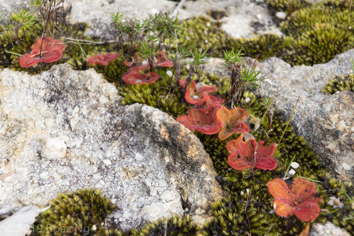 Drosera erythrorhiza Species Profile