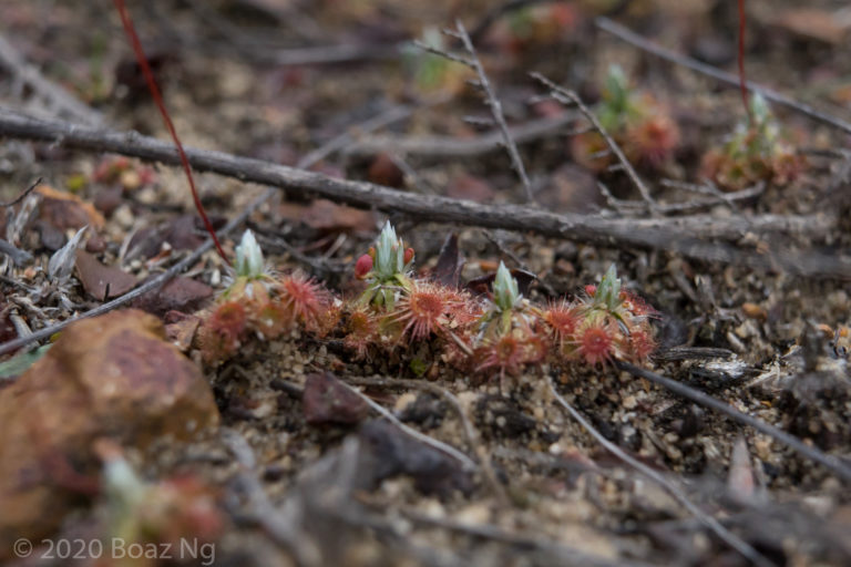 Drosera androsacea Species Profile