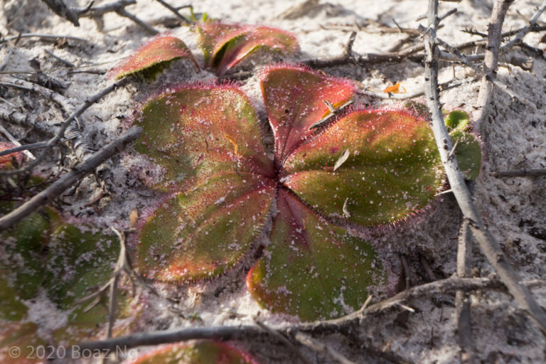 Drosera erythrorhiza complex