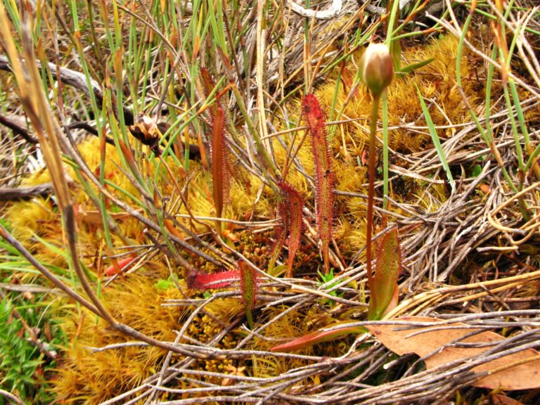 Drosera murfetii Species Profile