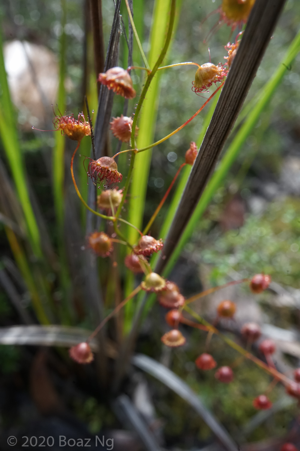 Wild Australian Drosera Species A-Z - Fierce Flora
