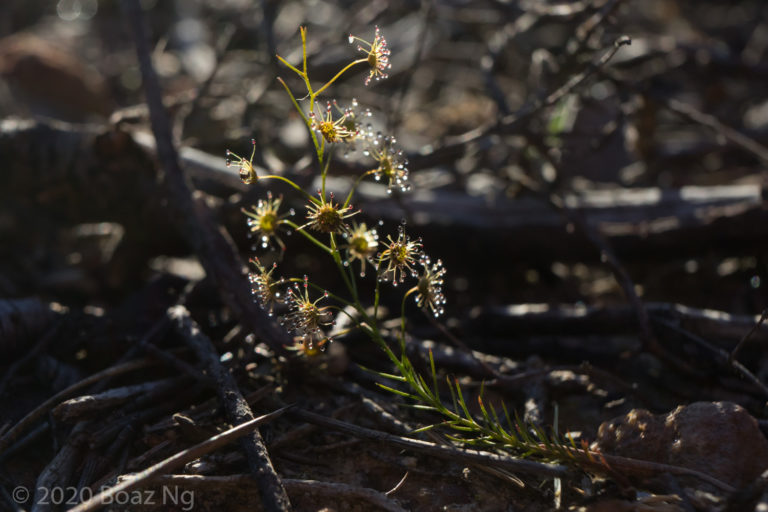 Drosera prophylla Species Profile