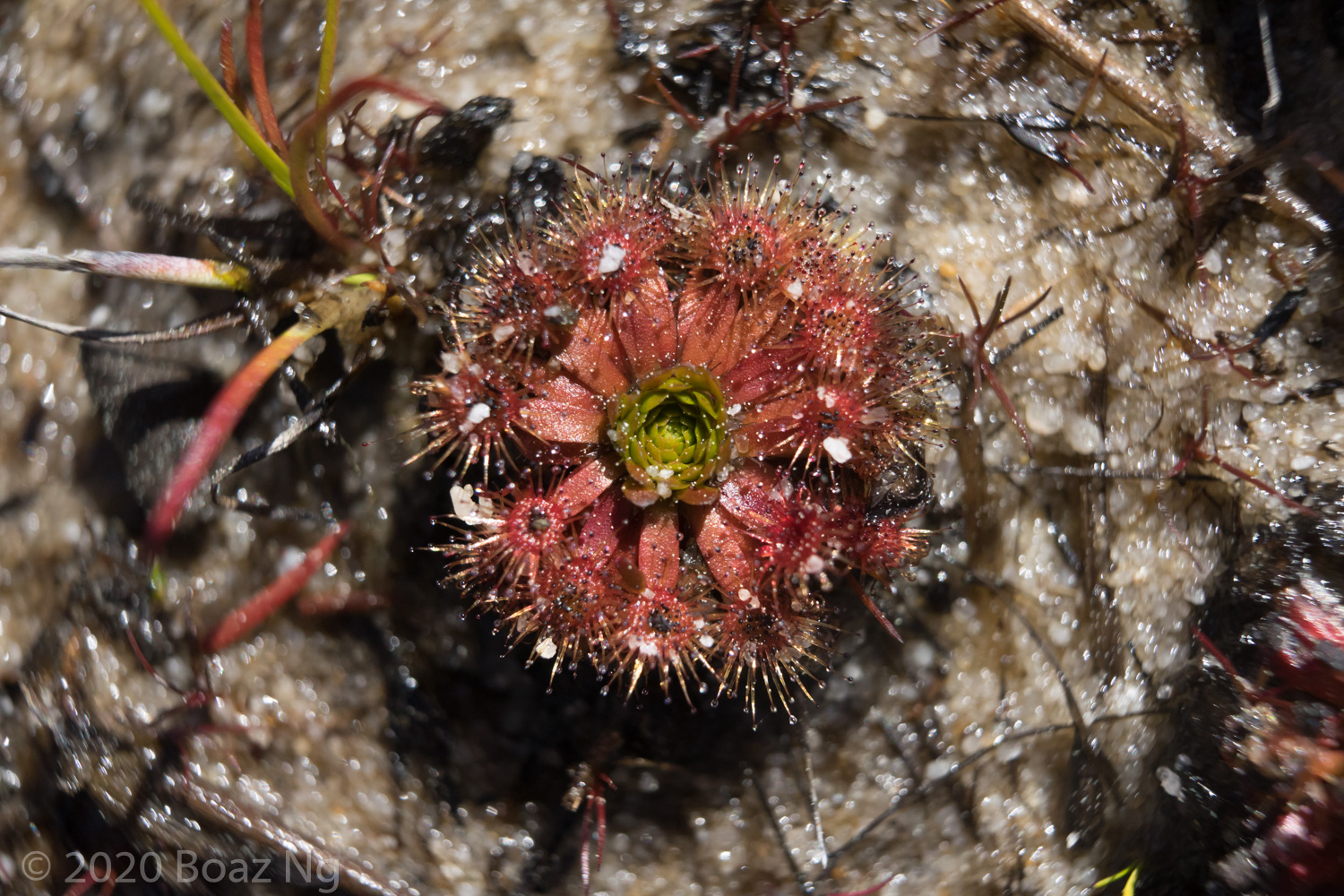 Wild Australian Drosera Species A-Z - Fierce Flora