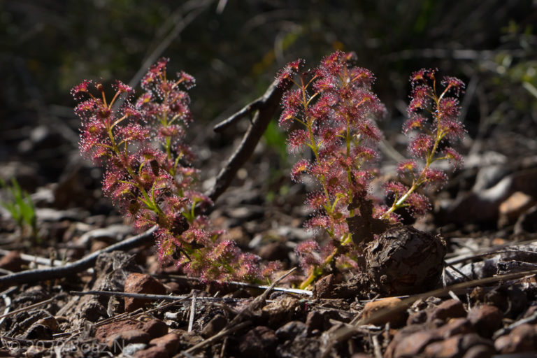 Drosera stolonifera complex