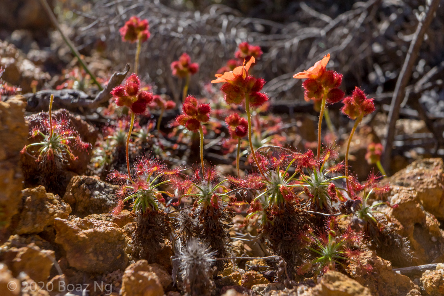 WA 2019: Part 7. Northern Sandplains and Laterite Slopes