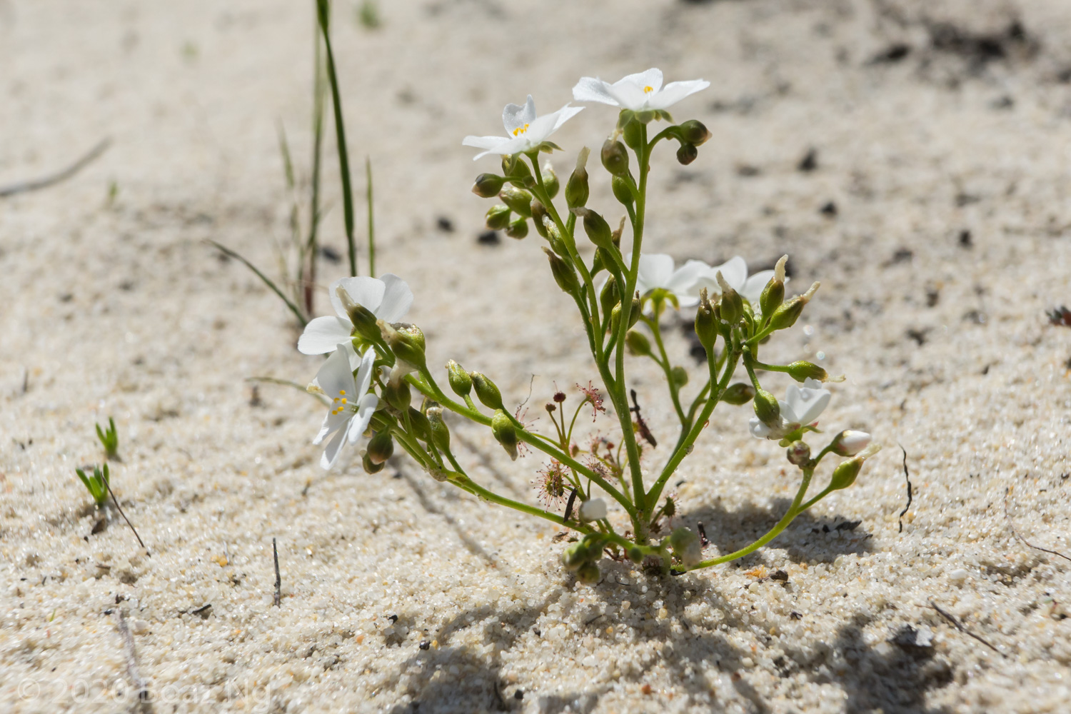 Drosera humilis Species Profile