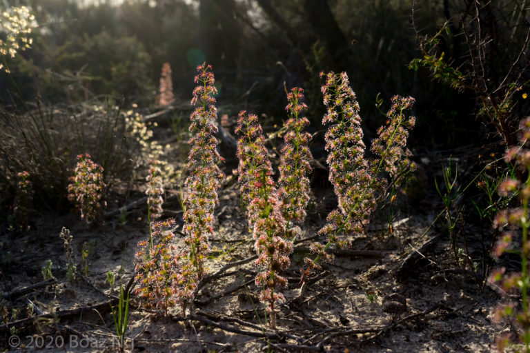 Drosera porrecta Species Profile