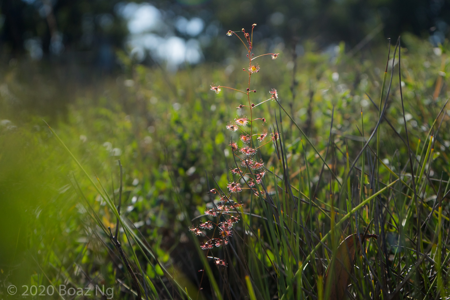 Drosera planchonii Species Profile