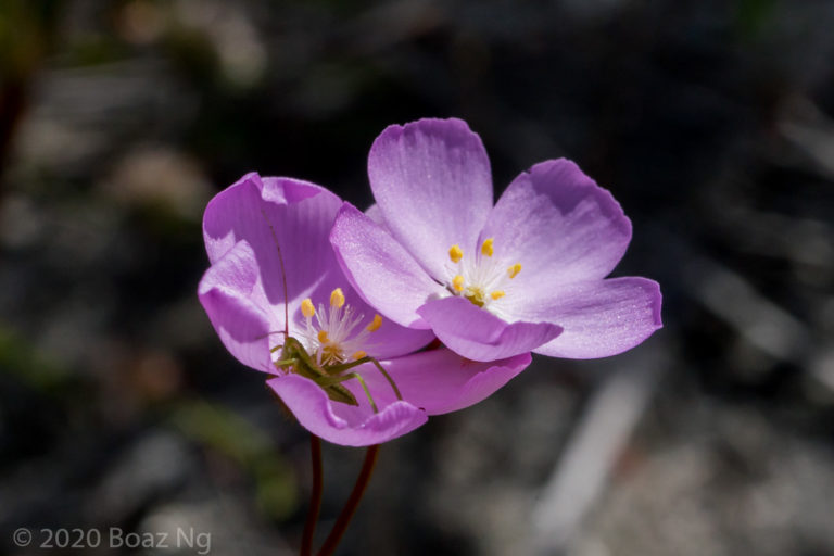 Drosera drummondii Species Profile