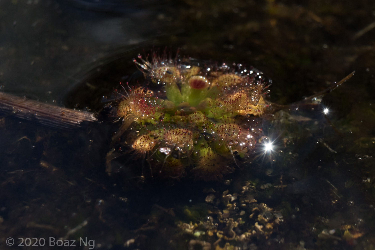 Drosera pulchella Species Profile