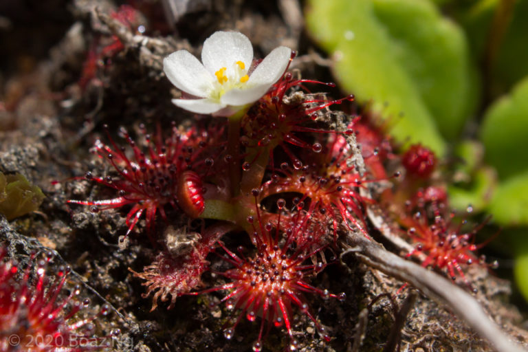 Drosera spatulata of alpine New Zealand