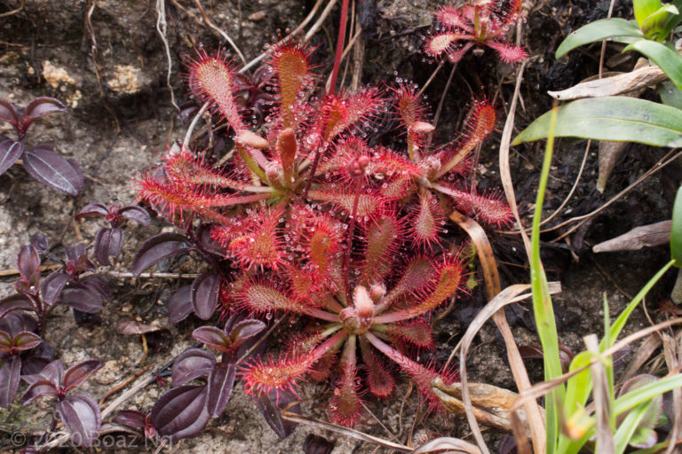 Drosera spatulata complex in Hong Kong and Macau