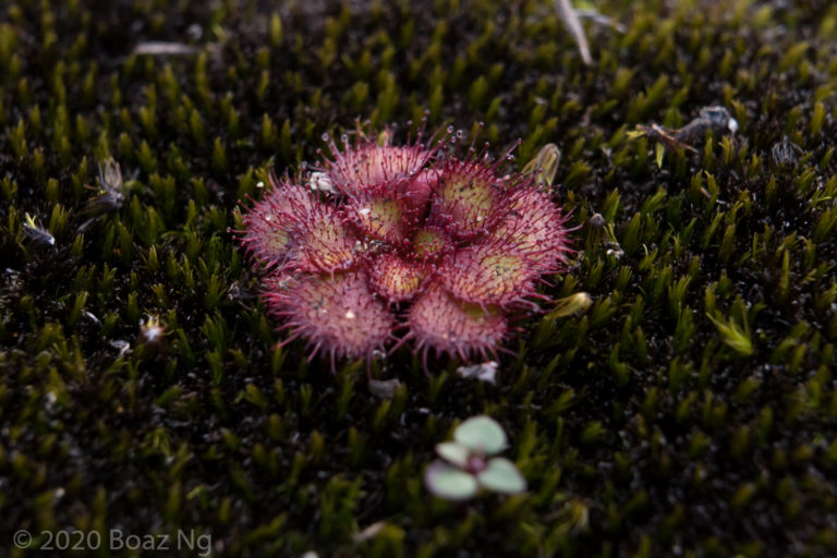 Drosera lowriei Species Profile