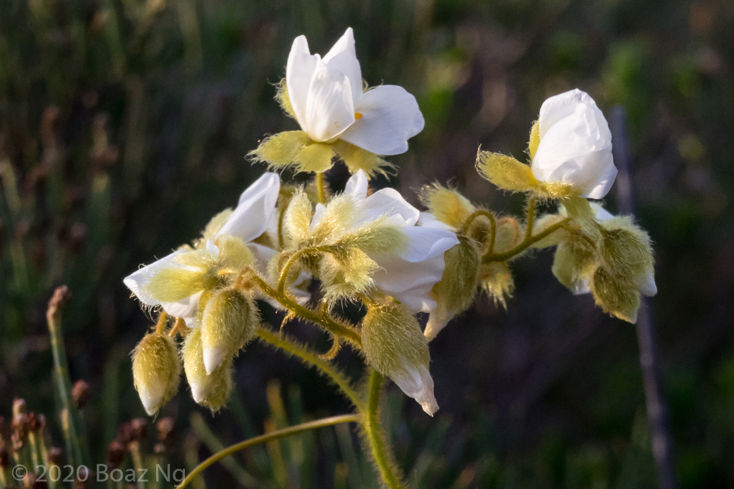 Drosera hirsuta Species Profile