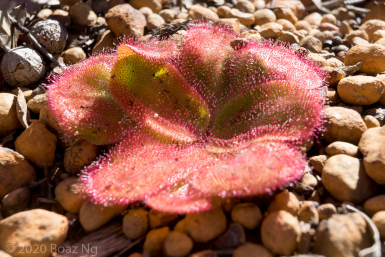 Drosera collina Species Profile