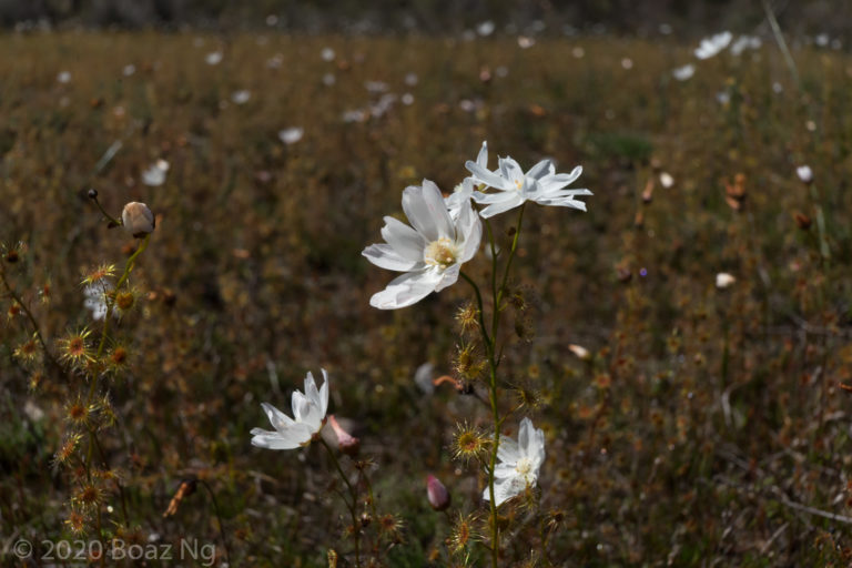 Drosera heterophylla Species Profile