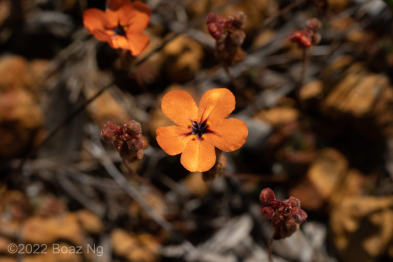 Drosera coomallo Species Profile