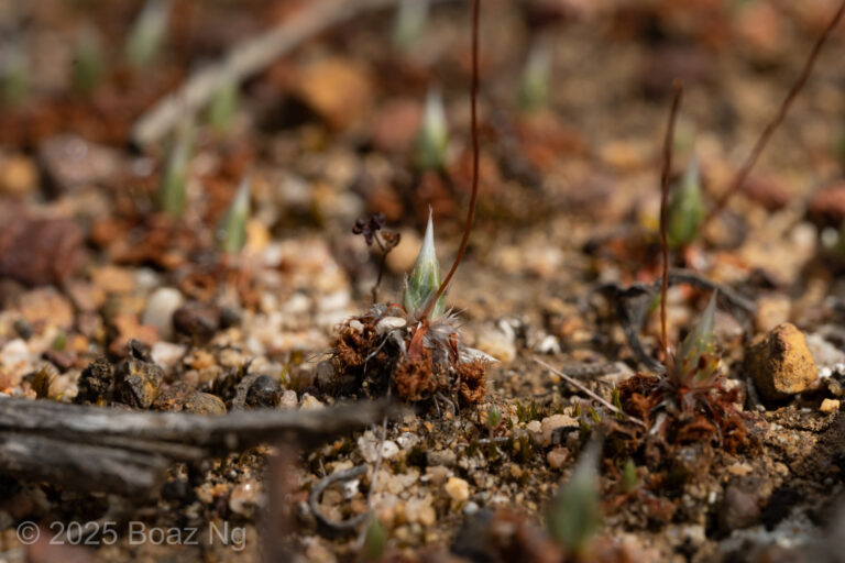 Drosera androsacea Species Profile