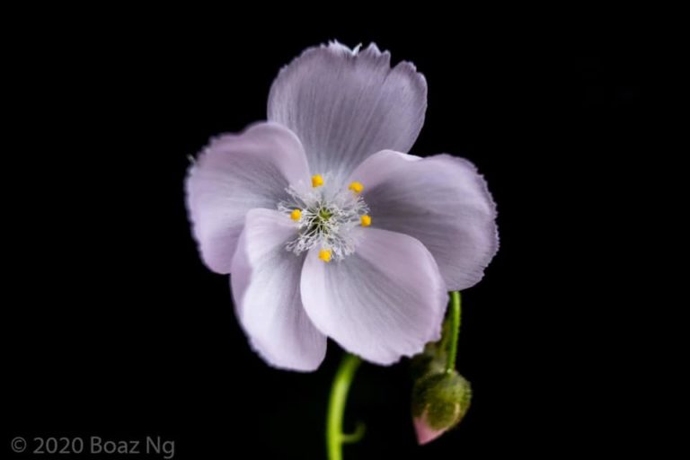 Drosera eremaea