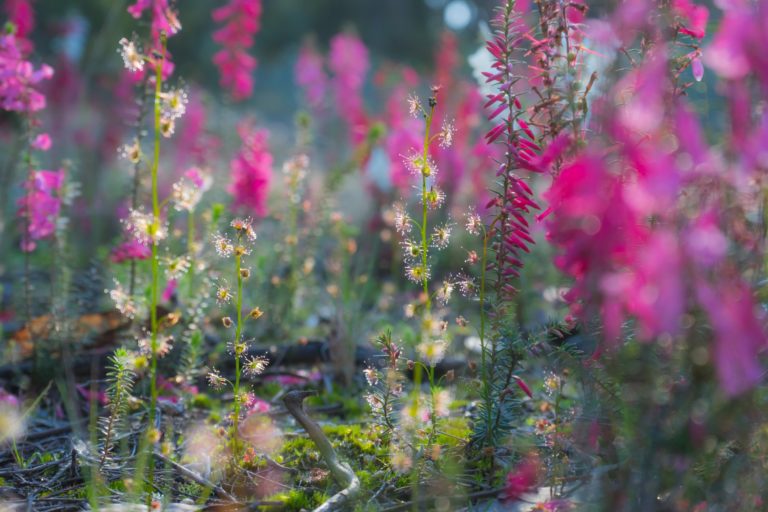 Drosera auriculata amongst heath