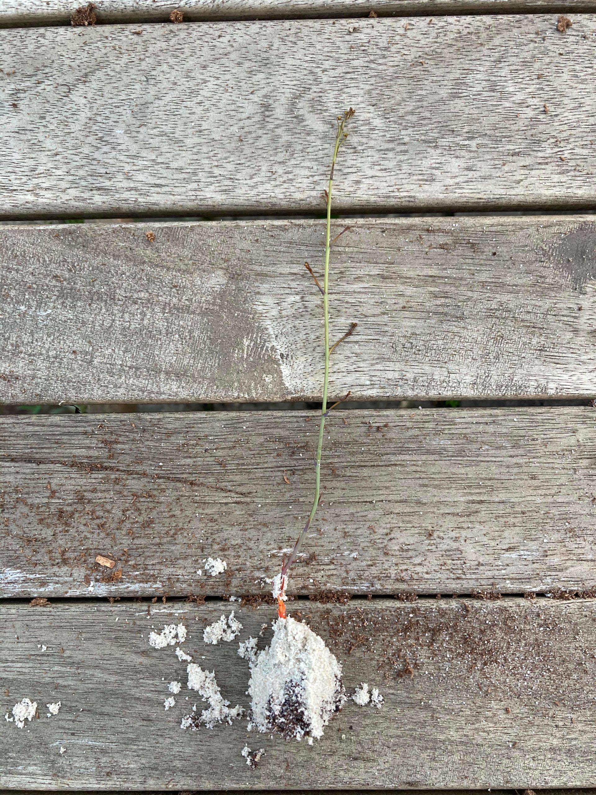 Propagation experiment: Drosera gigantea