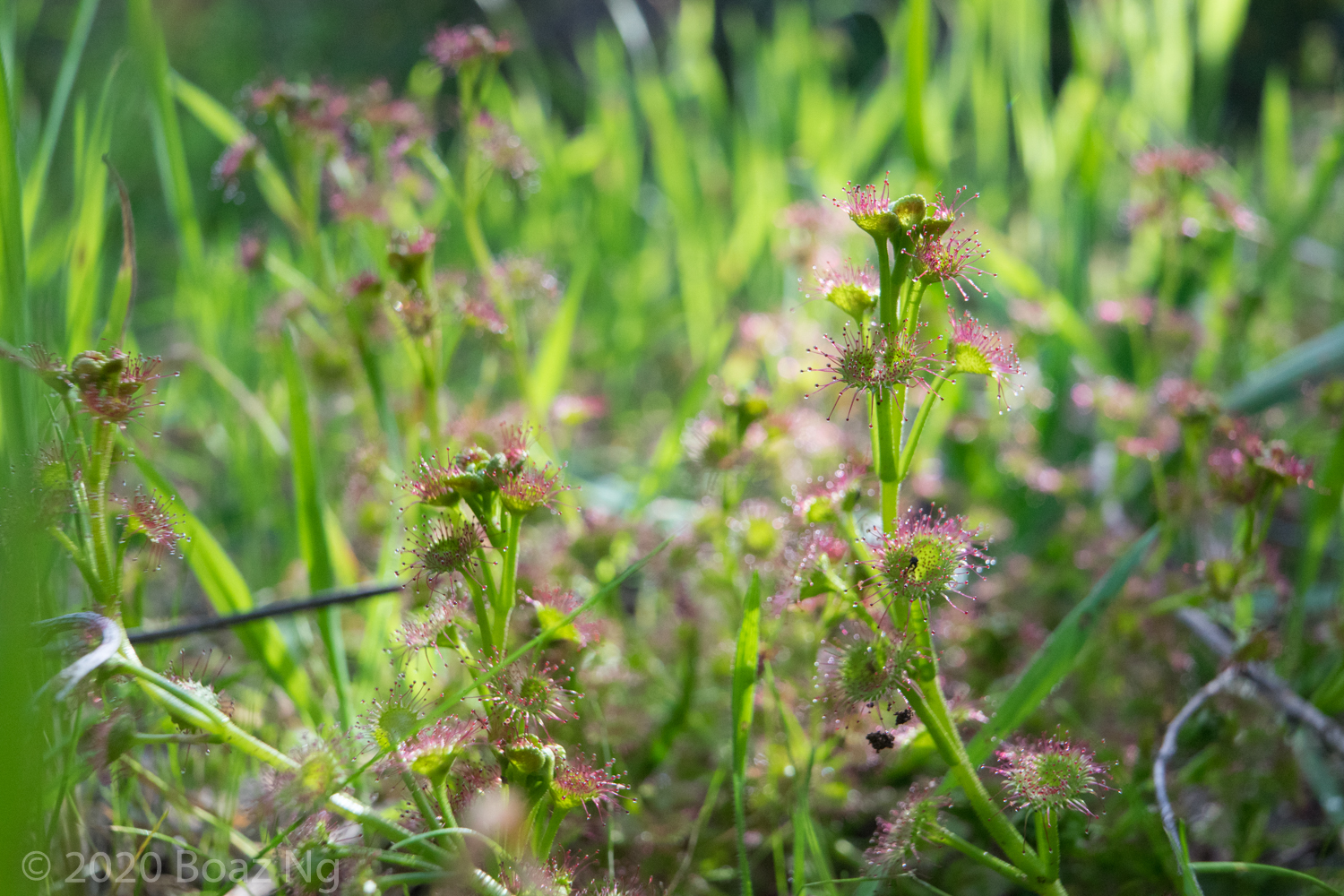 10 Semi Di Drosera Stolonifera &ndash; Pianta Carnivora, Generico, Nuovi
