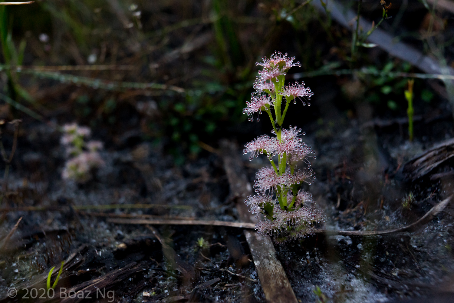 Drosera platypoda Species Profile