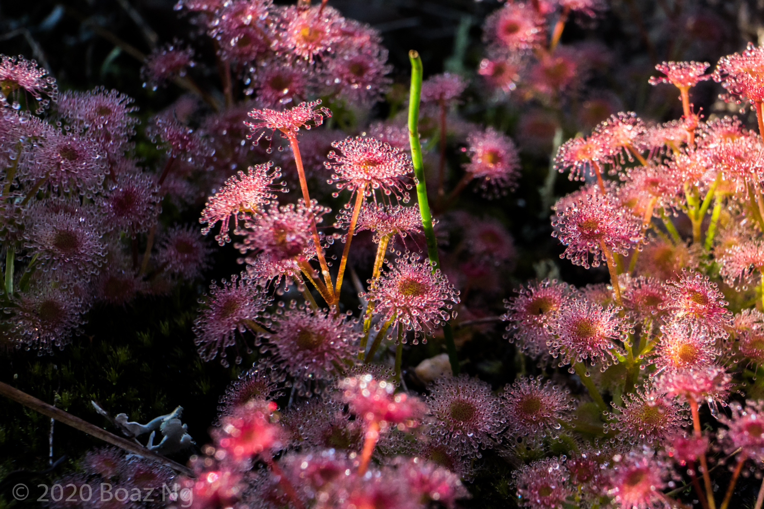 Drosera purpurascens Species Profile