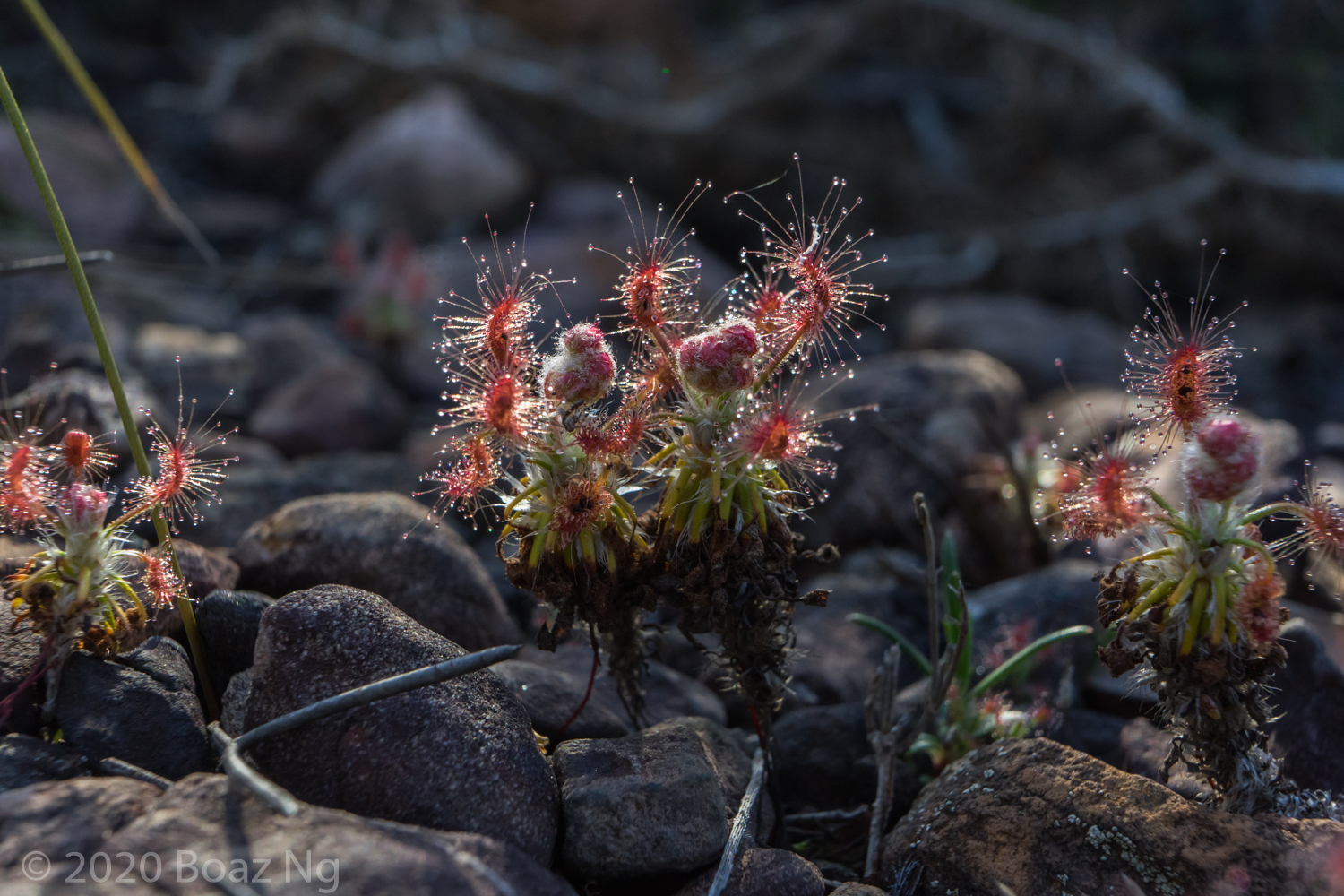 Drosera scorpioides Species Profile