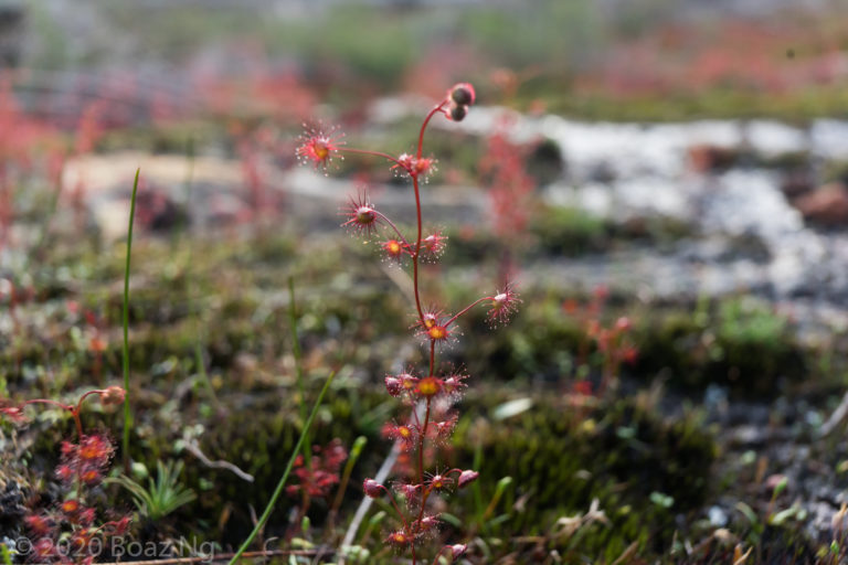 Drosera menziesii Species Profile