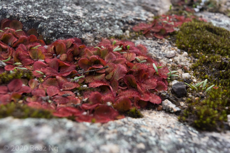 Drosera rosulata Species Profile