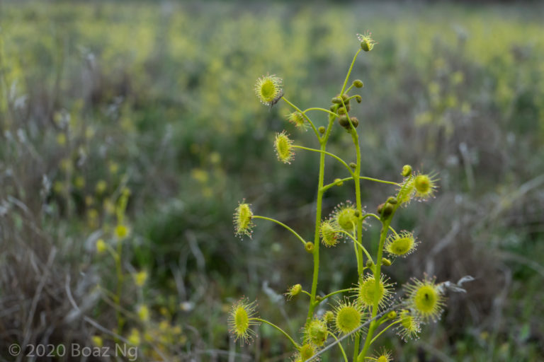 Drosera stricticaulis Species Profile