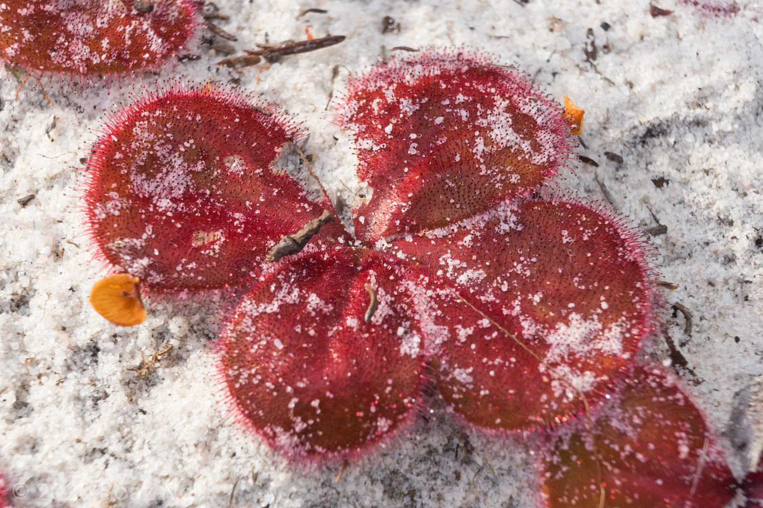 Drosera magna Species Profile