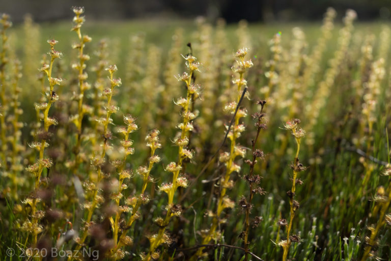 Drosera ramellosa Species Profile