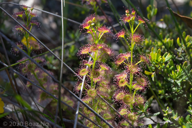 Drosera stolonifera Species Profile