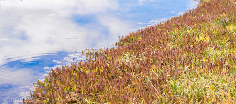 Drosera arcturi on Mt Baw Baw