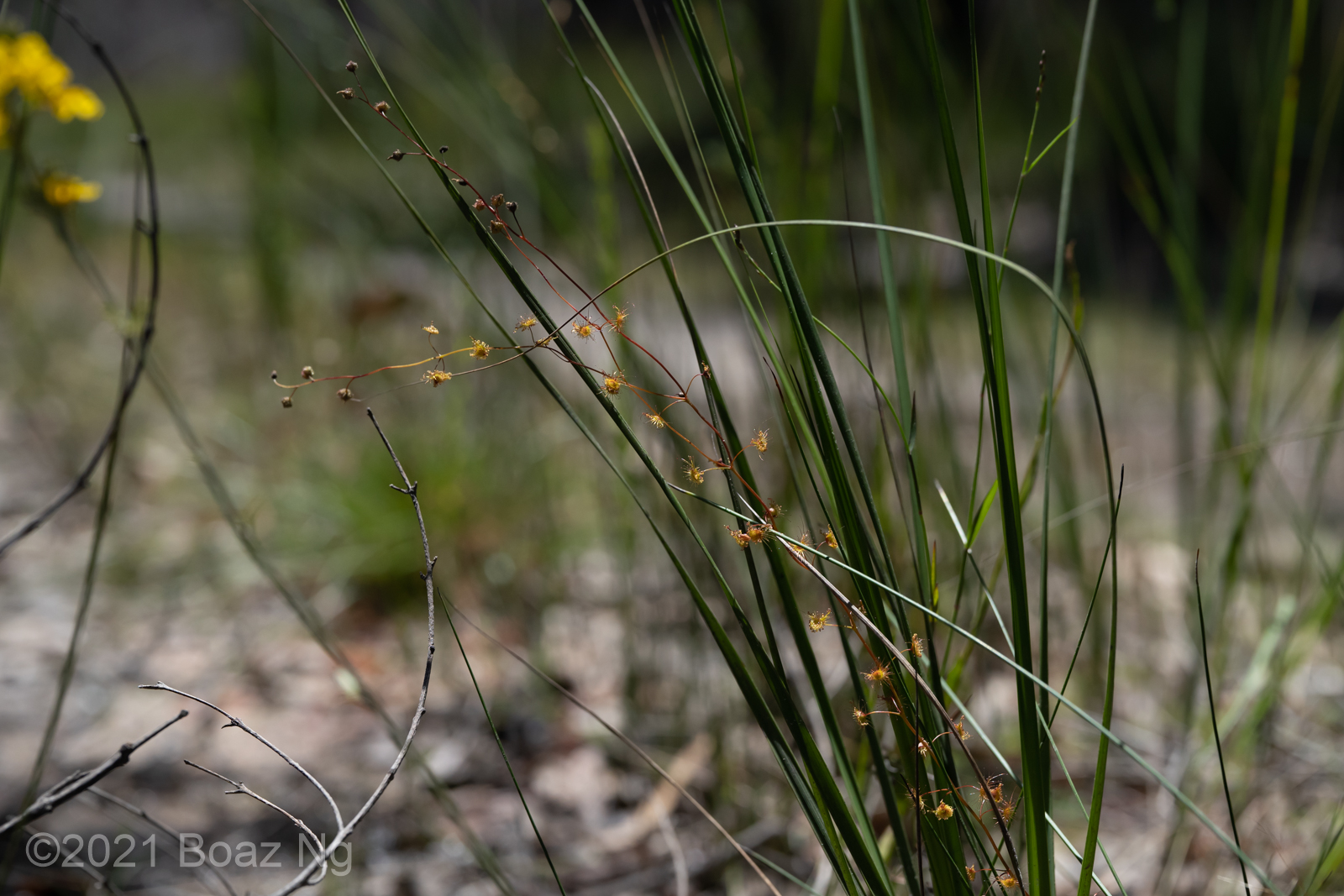 An occurrence of Drosera peltata in Victoria