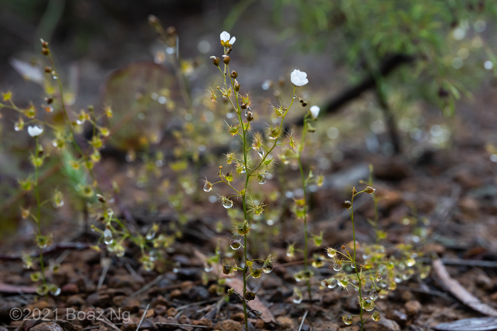 Drosera lunata Species Profile